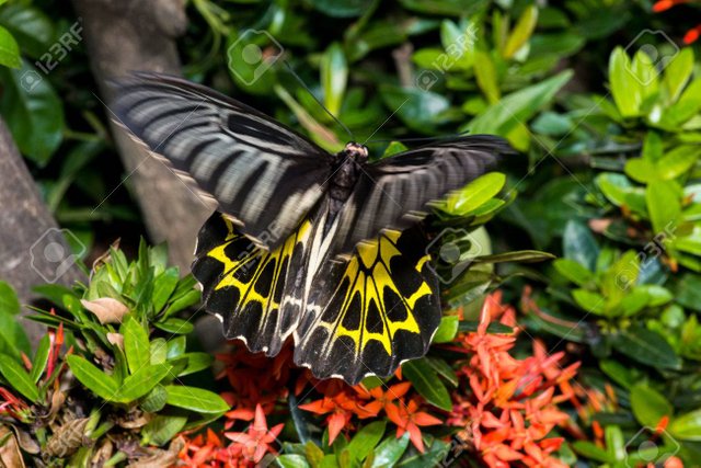 55004211-troides-mariposa-alas-de-pájaro-de-oro-Éaco-alza-sobre-una-hoja-.jpg