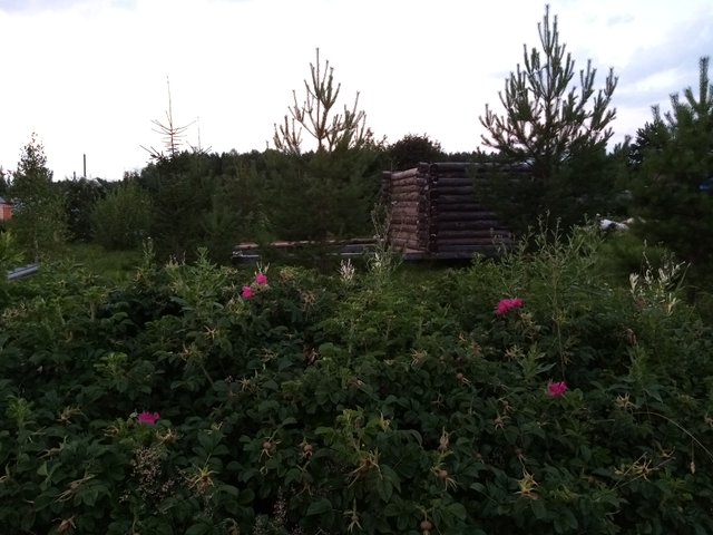 IMG_20220725_201529.jpg