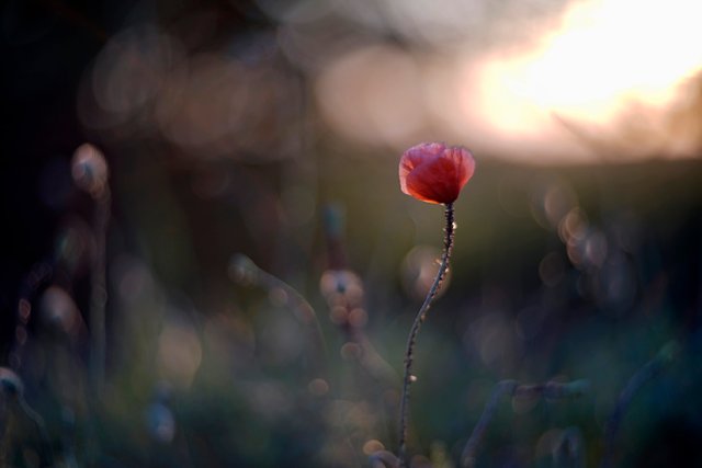 poppy sunset bokeh 3.jpg