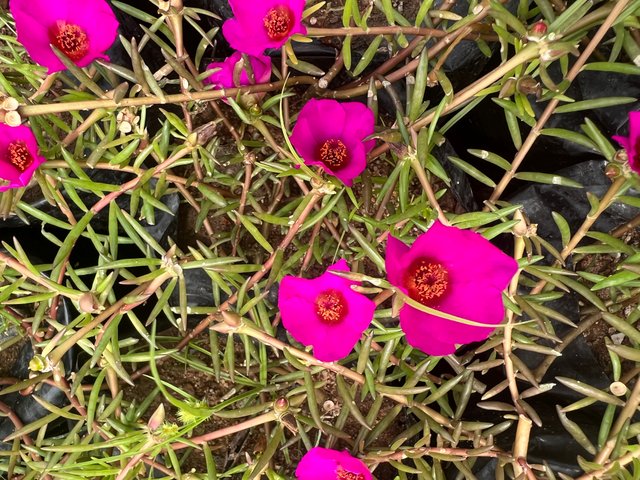 IMG_6300.jpeg