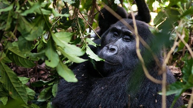 Best Things to Consider When Booking Gorilla Tracking Rwanda.jpg