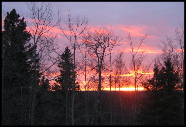 Sunsetting brilliant colors shine through spruce and poplar tree silhouettes.JPG