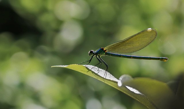 dragonfly-6377360_1280.jpg