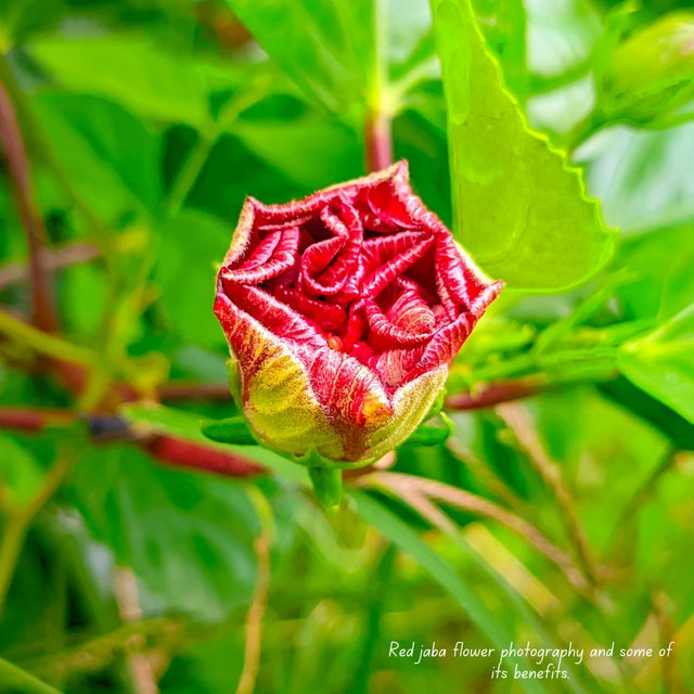 Blue colored Aparajita flower photography and some of its characteristics. (2).jpg