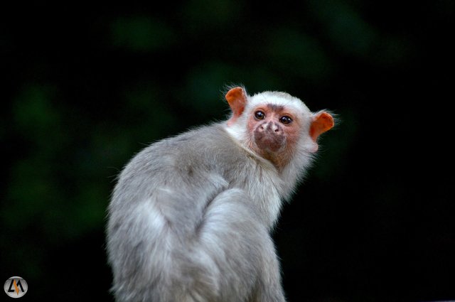 sagui_2.jpg