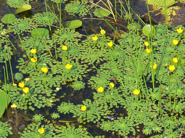 1024px-Ludwigia_sedioides_(Scott_Zona)_002.jpg