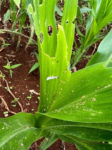 fall-army-worm-die-by-fungus.jpg