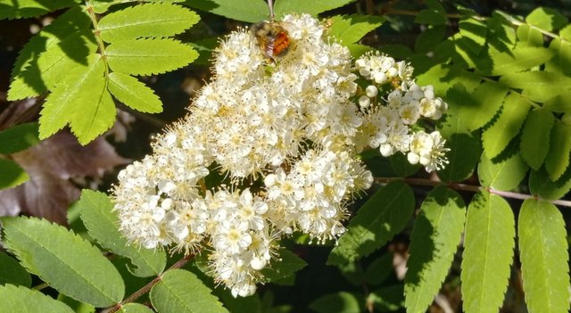 0850-RowanBee.jpg