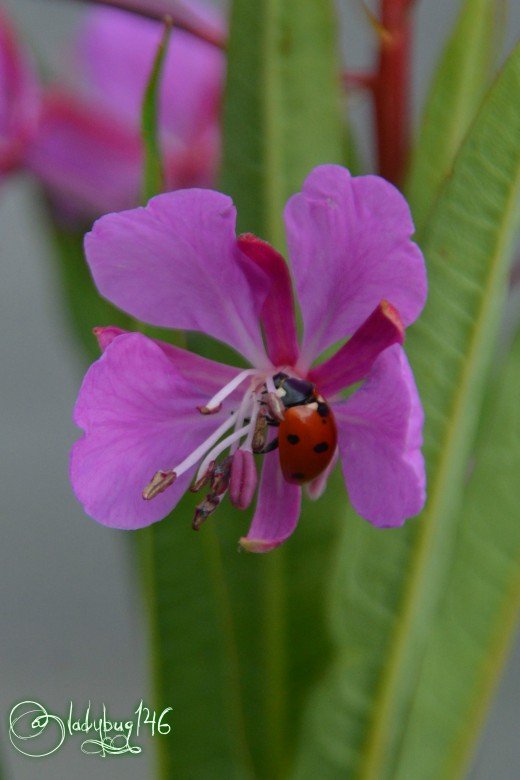 ladybug (3).jpg