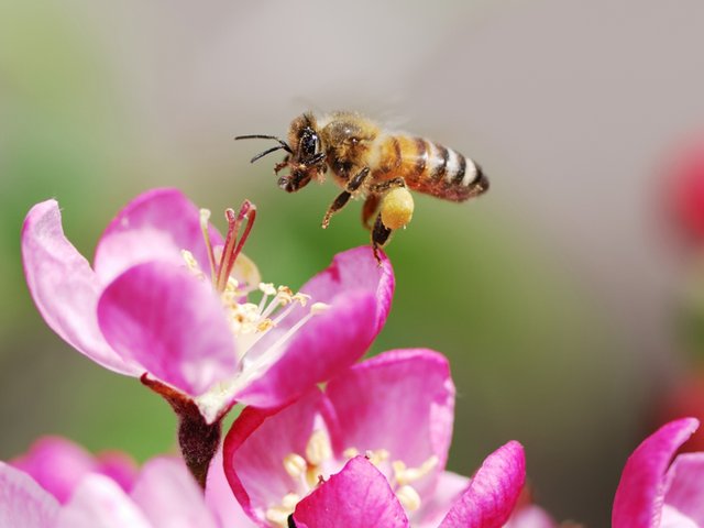 honeybee-pink-flower_4x3.jpg