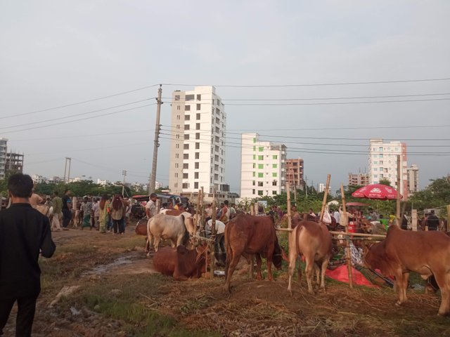 পশু (2).jpg