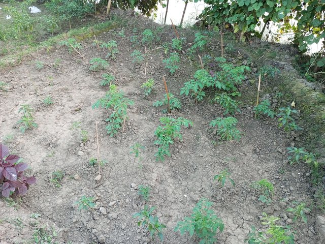 IMG_20241216_165939_362.jpg