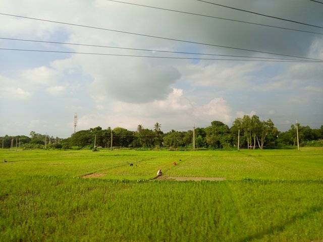 krishi (2).jpg