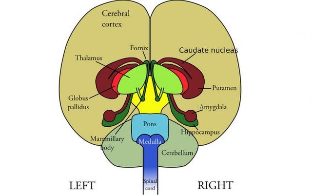 5cc29da5a7a73432d72205a18e7a6cc1-brain-147148_960_720.jpg