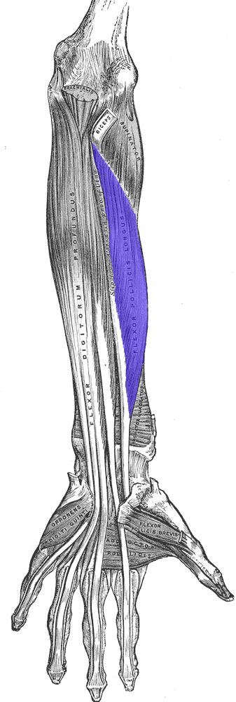 Musculus_flexor_pollicis_longus.png