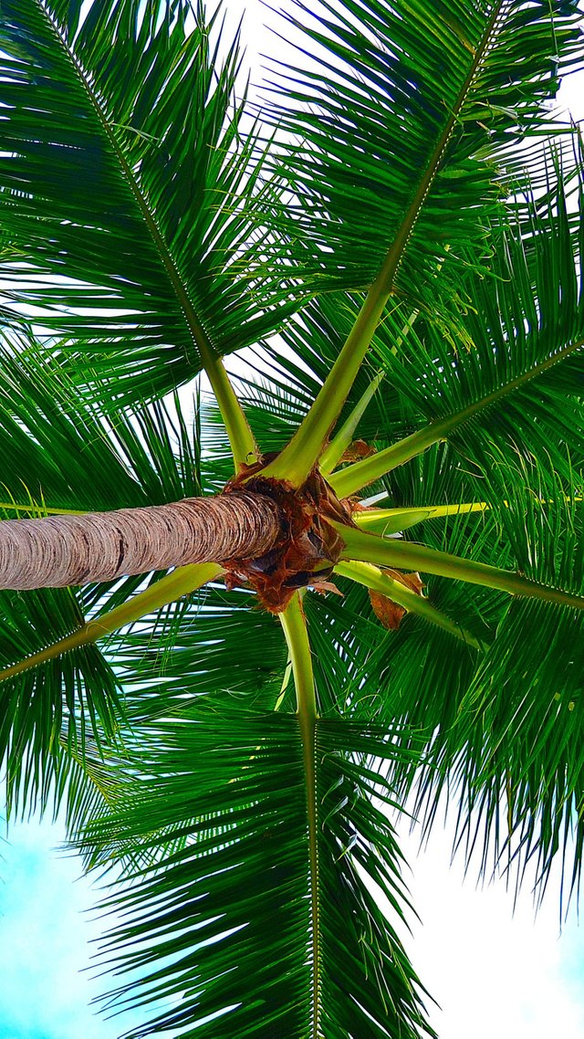 Palm_Tree-c0b315cd-bc69-34ab-96ee-758c4768f35d.jpg