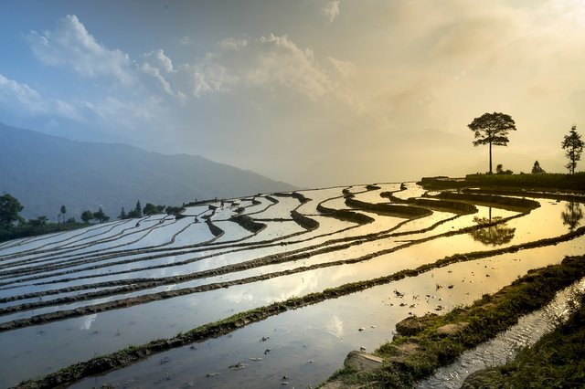 rice-field-3490060_960_720.jpg