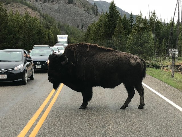 Yellowstone Traffic Control.jpg