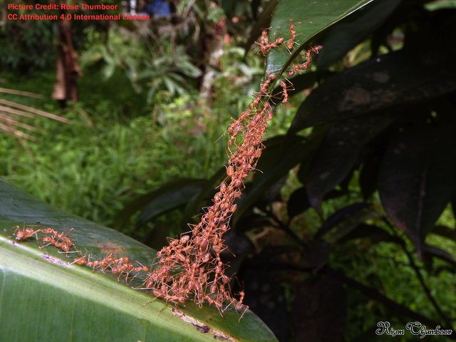 Weaver Ants Oecophylla credit smaragdina 4.0 international Rose Thumboor.jpg