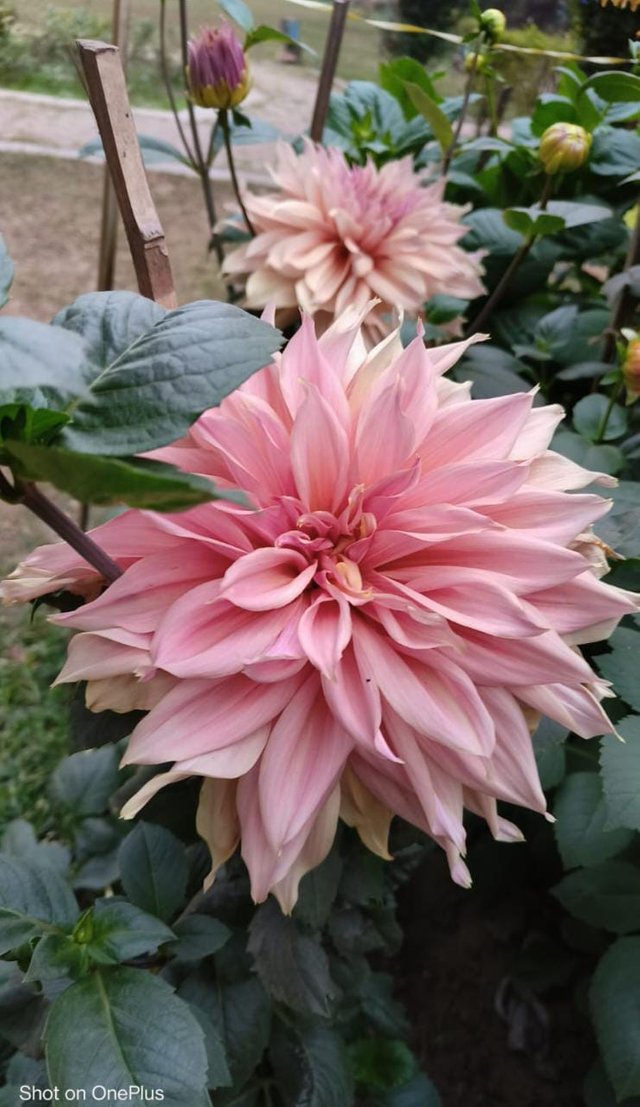 WhatsApp Image 2023-04-04 at 12.05.32 AM.jpeg