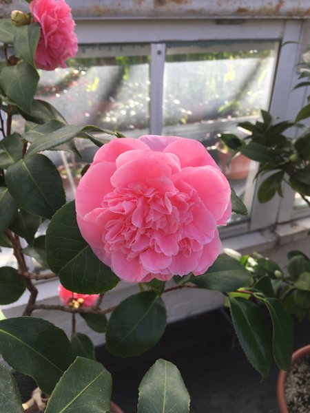 Smith Greenhouses - camillia6  pink crop January 2020.jpg