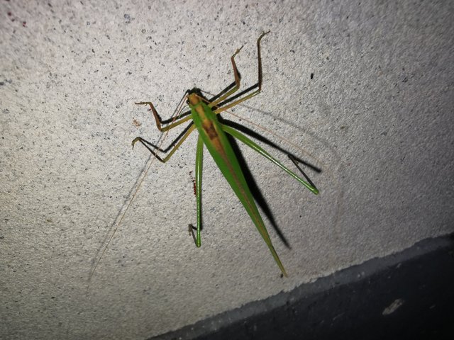 IMG_20241030_005547.jpg