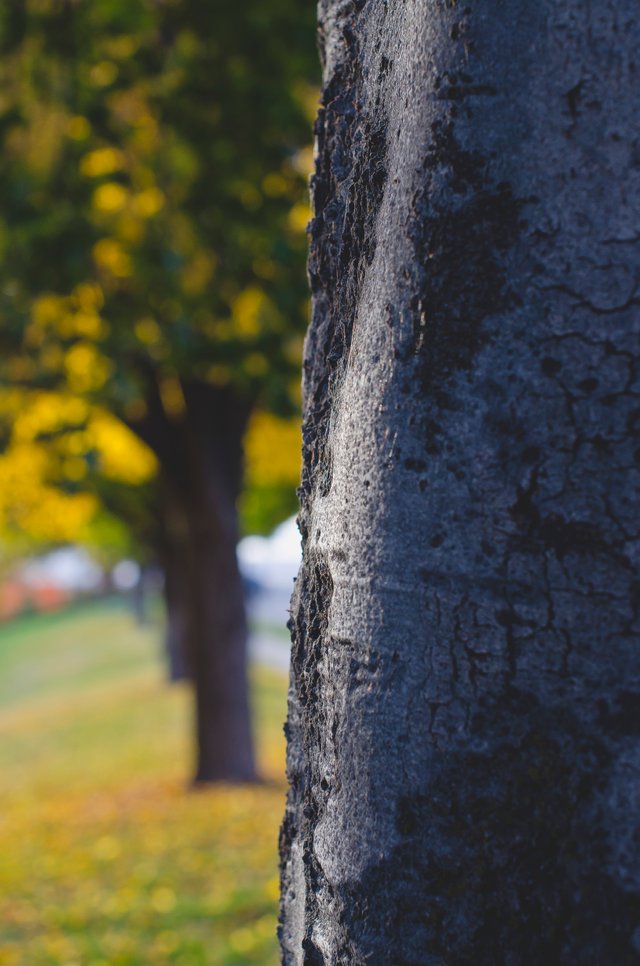 The tree bark in the fall trees.JPG