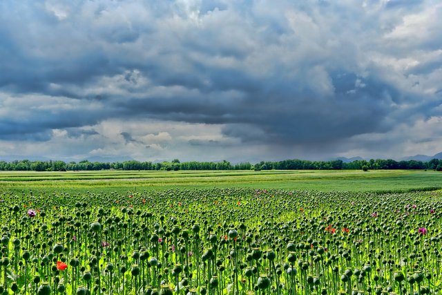 field-of-poppies-3432640_1920.jpg