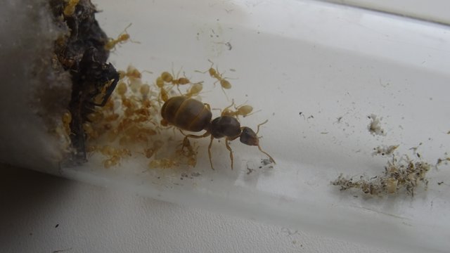 Lasius flavus 3.JPG