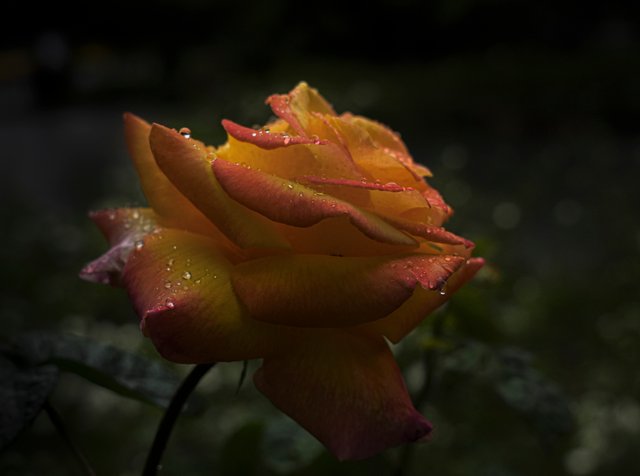 DSC05556.jpg