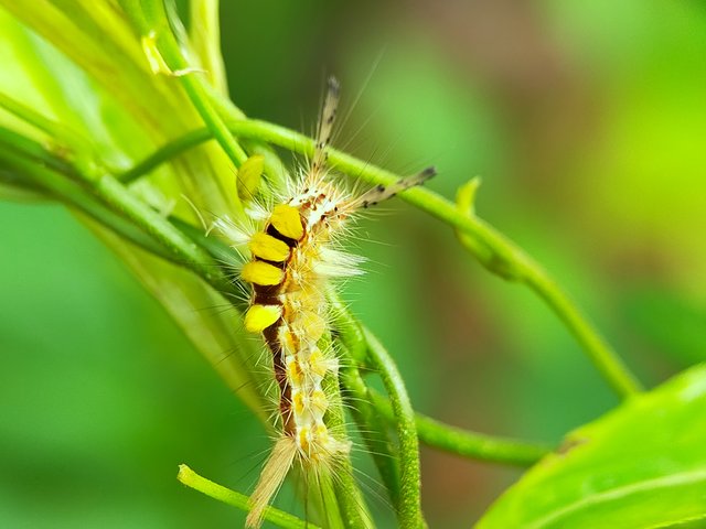 Caterpillars (52).jpg