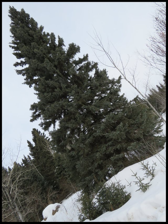 large spruce evergreen with young spruce at base.JPG