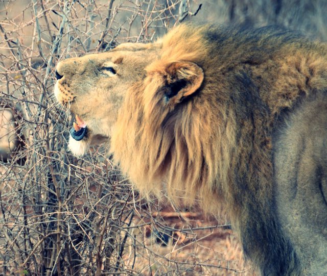 A MALE LIONS ROAR.jpg