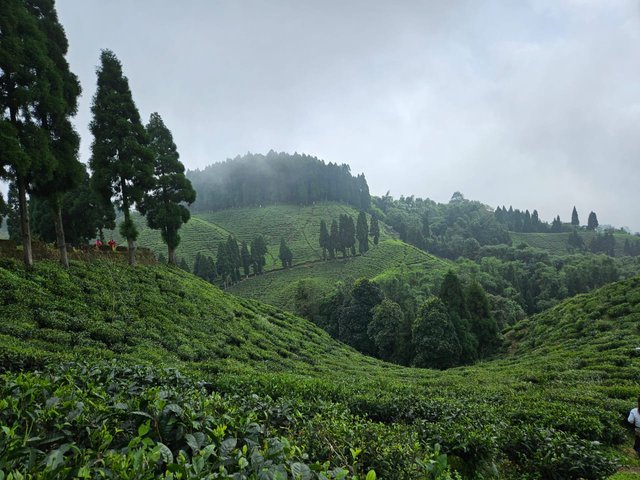 Darjeeling Tea Garden.jpg