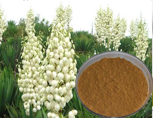 yucca extract powder wellgreen.png