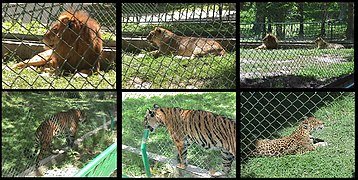 Felinos_Zoologico_de_Caricuao_Caracas_-_Venezuela.jpg