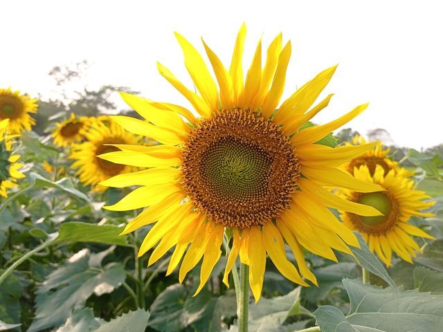 sunflower.jpg