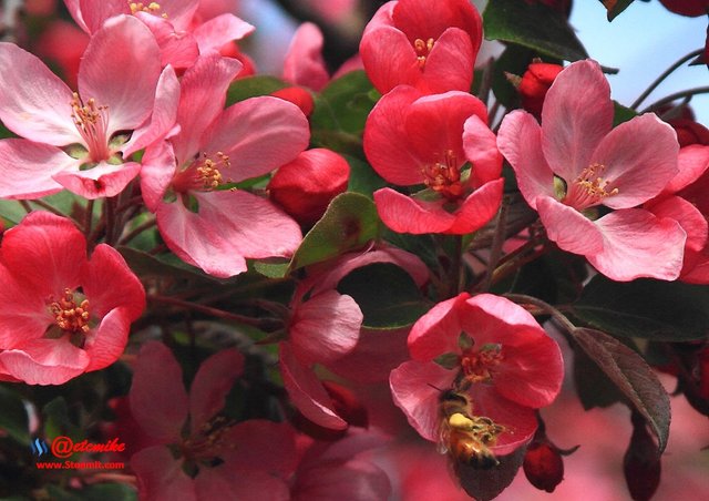 indian-magic-flowering-crabapple blooms spring honeybee pollination pollinating IMB-0091.JPG