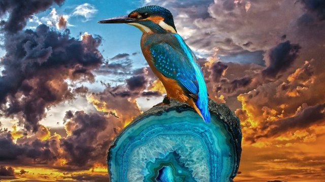 kingfisher.jpg