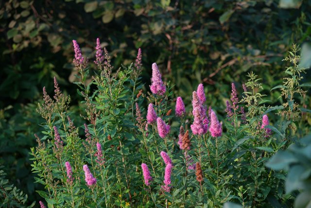 DSC01186.jpg