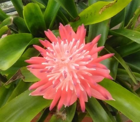 Bromelia.jpg