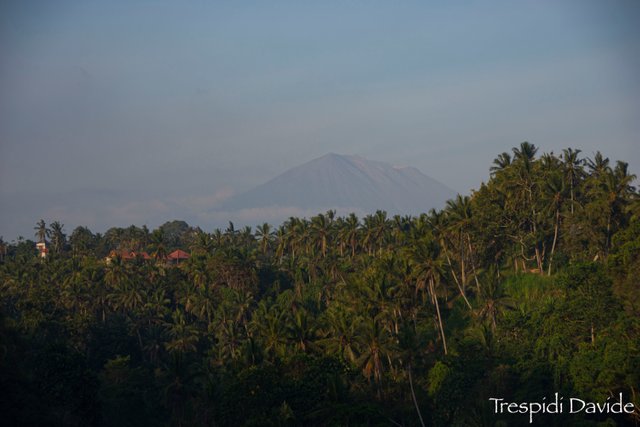 ubud jungle987.jpg