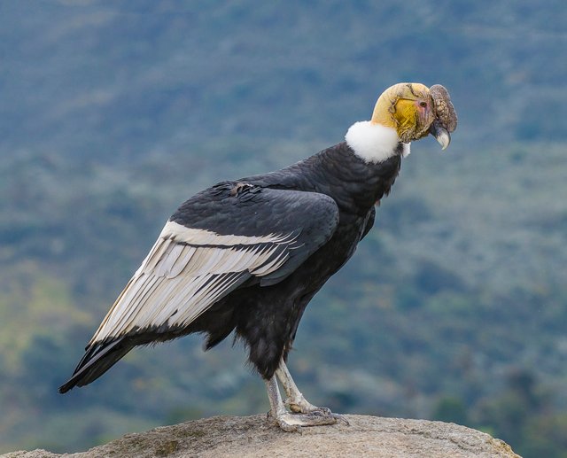 vultur-gryphus 2.jpg