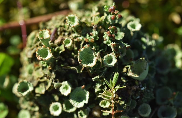 lichen cups giant macro 3.jpg