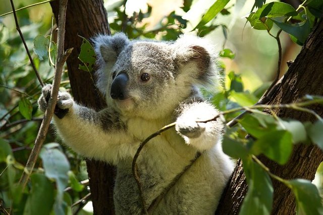 koala-74908__480.jpg