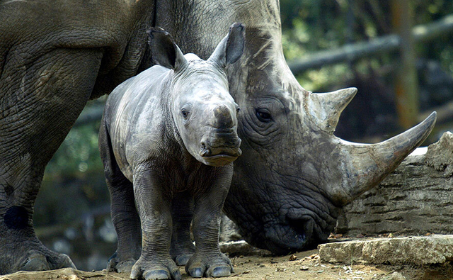 Javan Rhino bay and mom.png