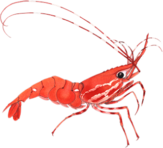 shrimp.png