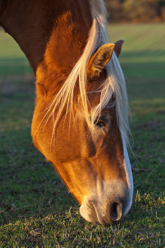 11008638924-horse-in-sunlight (FILEminimizer).jpg