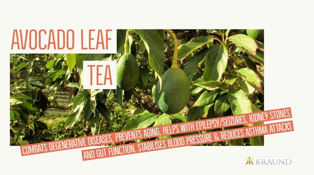 Avocadi leaf tea.jpg