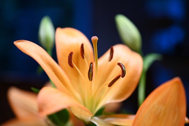 lily-5886728_640.jpg